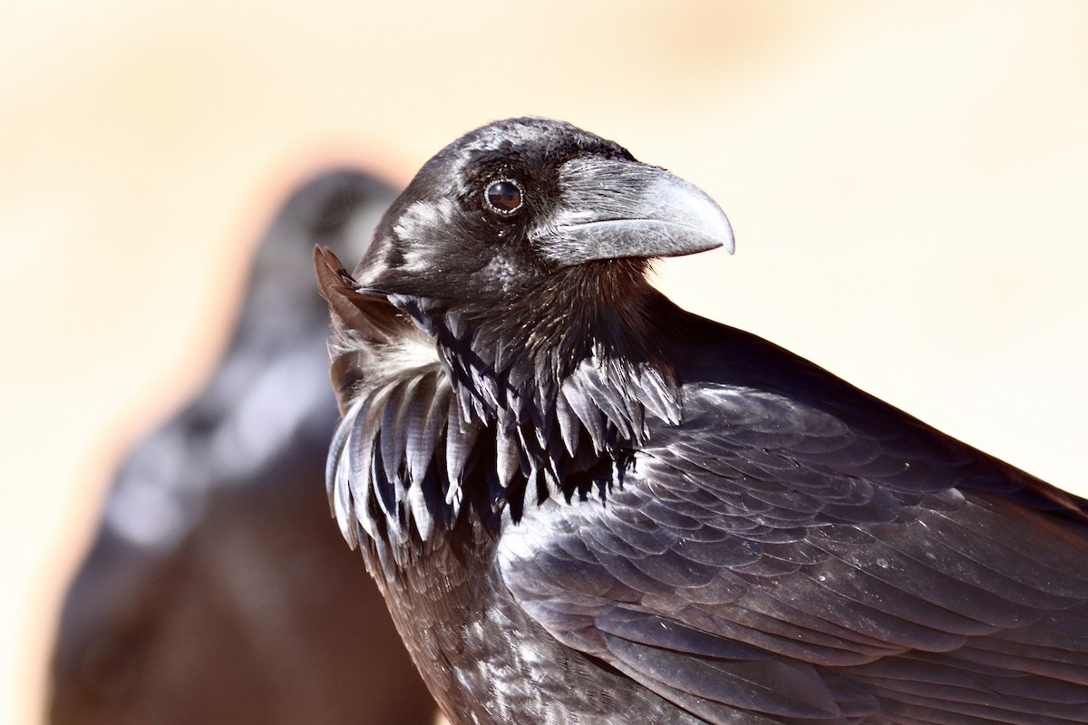 Kolkrabe - ML644730906