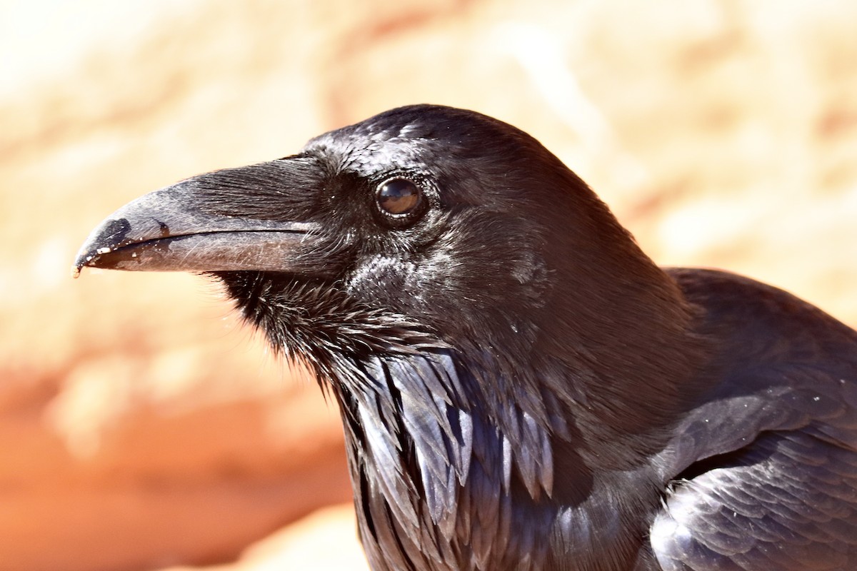 Kolkrabe - ML644730907