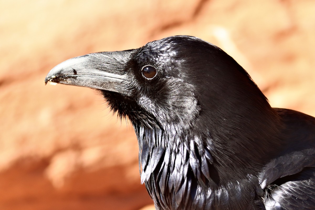 Kolkrabe - ML644730908