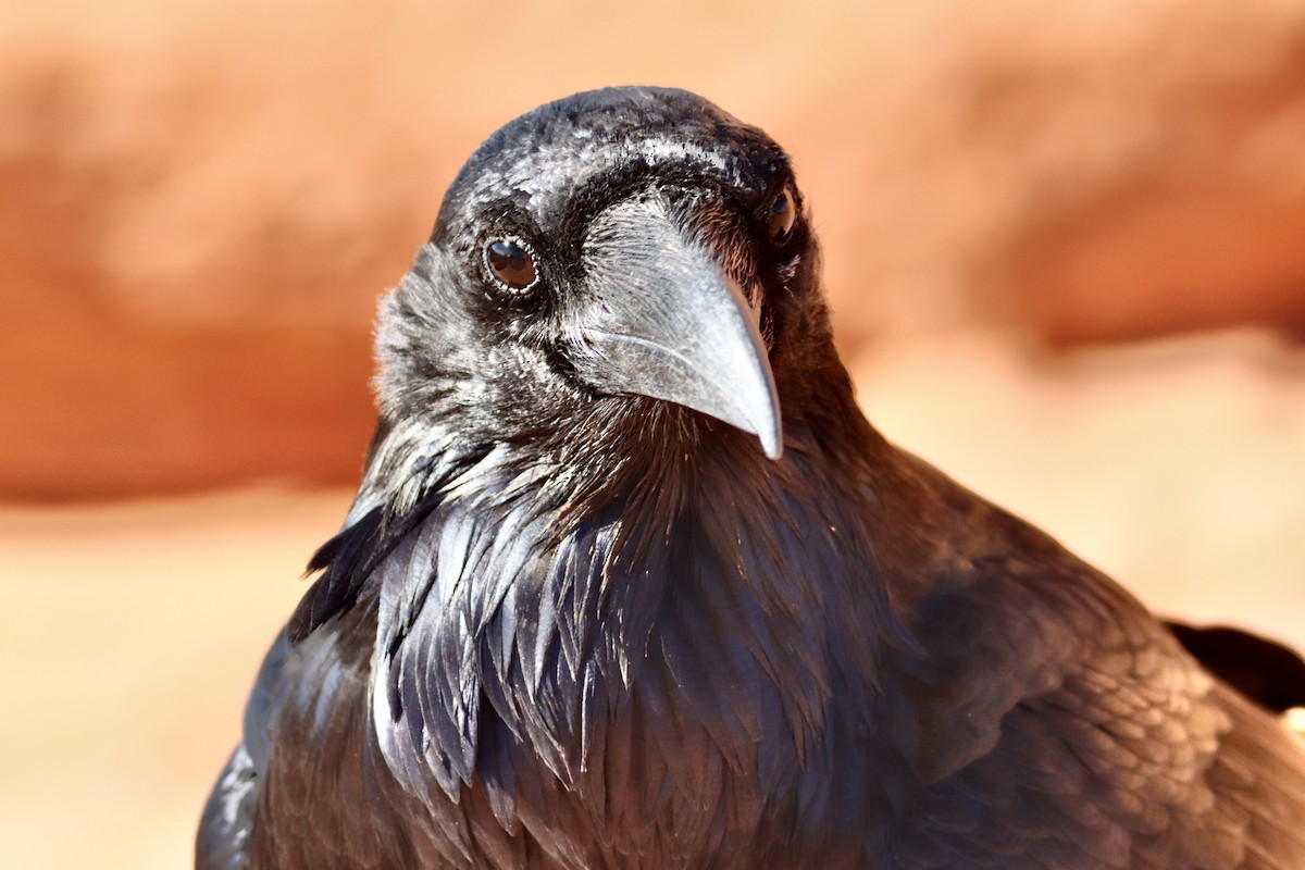 Kolkrabe - ML644730909