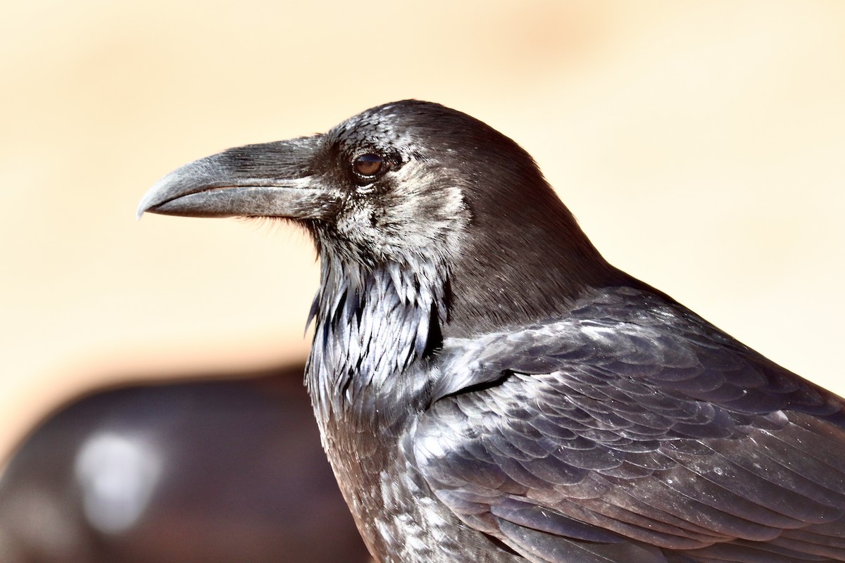 Kolkrabe - ML644730910