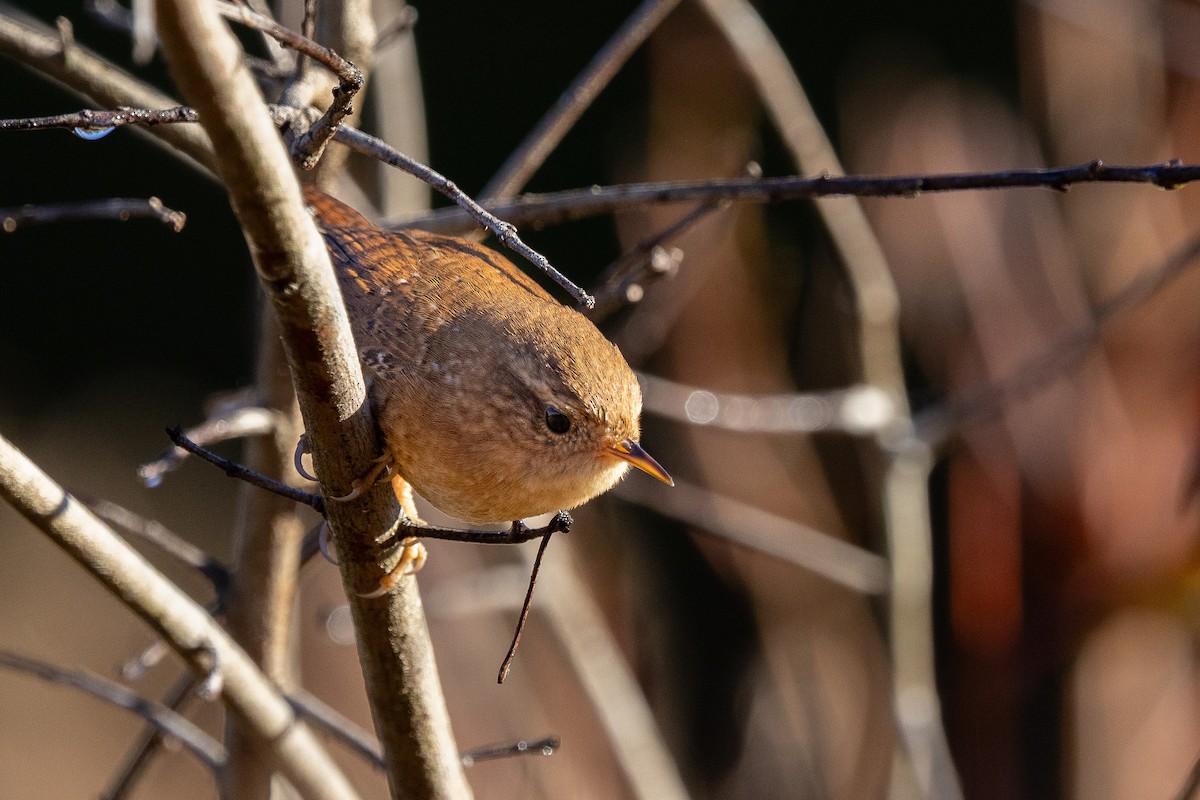 フユミソサザイ - ML644730914