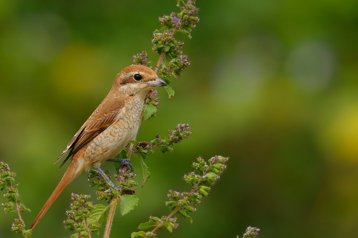 Brown Shrike - ML644730919
