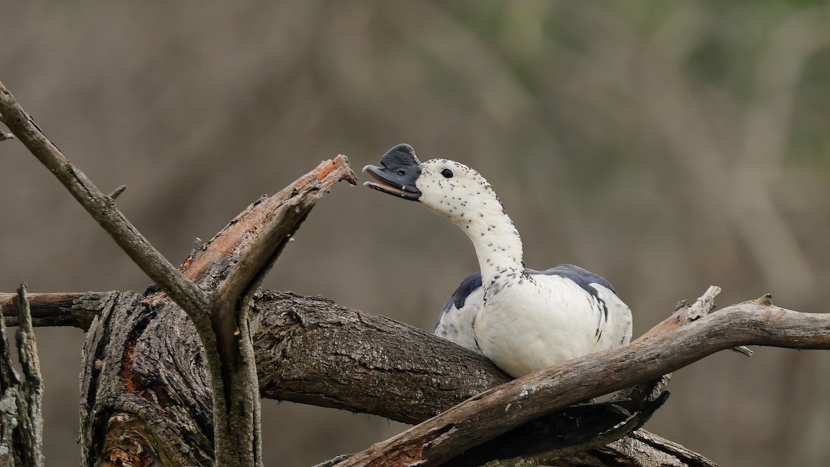 Knob-billed Duck - ML644730920