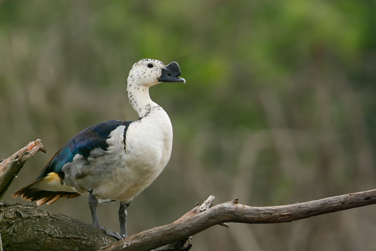 Knob-billed Duck - ML644730921