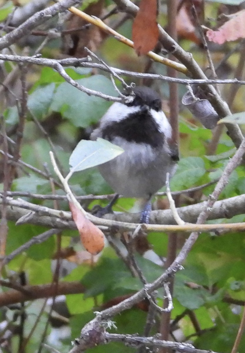 Chestnut-backed Chickadee - ML644730922