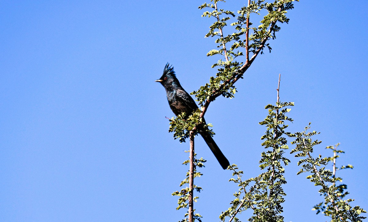 Phainopepla - ML644730925