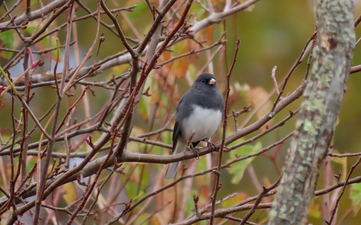 Dark-eyed Junco (Slate-colored) - ML644730928