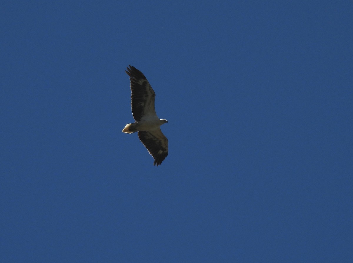 White-bellied Sea-Eagle - ML644730930