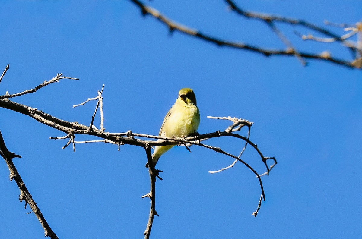 Lesser Goldfinch - ML644730933