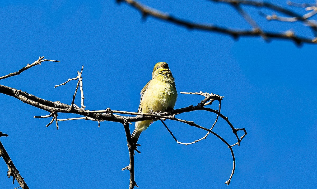 Lesser Goldfinch - ML644730934