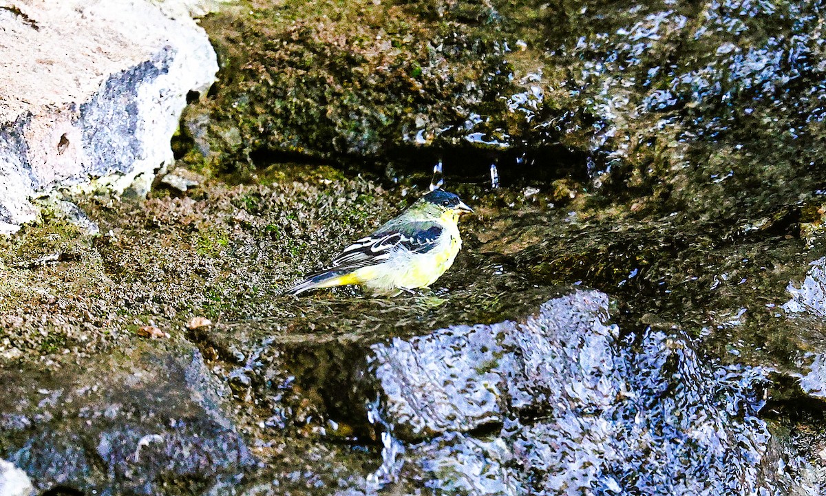 Lesser Goldfinch - ML644730935