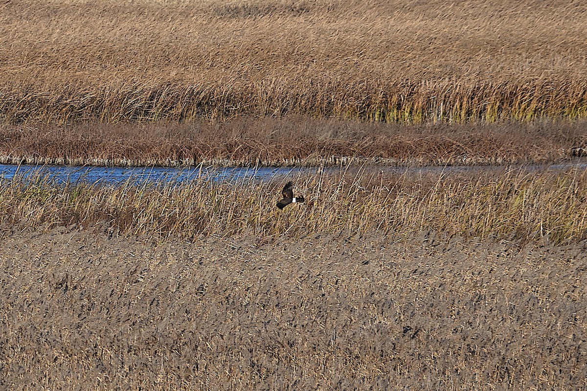 זרון אמריקני - ML644730936