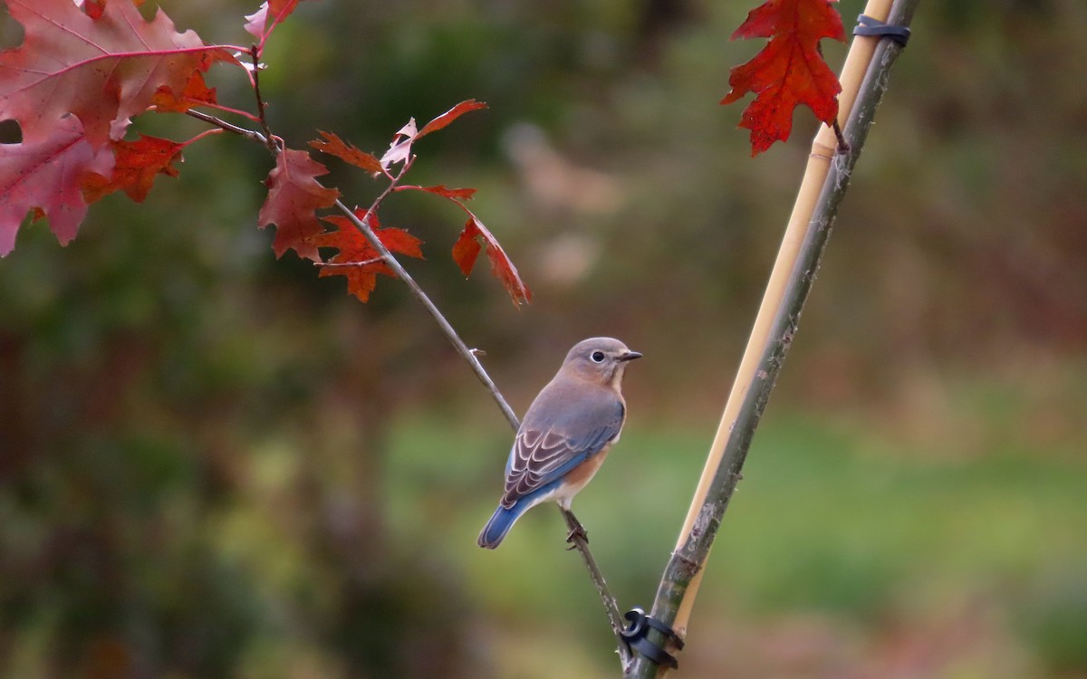 Eastern Bluebird - ML644730938