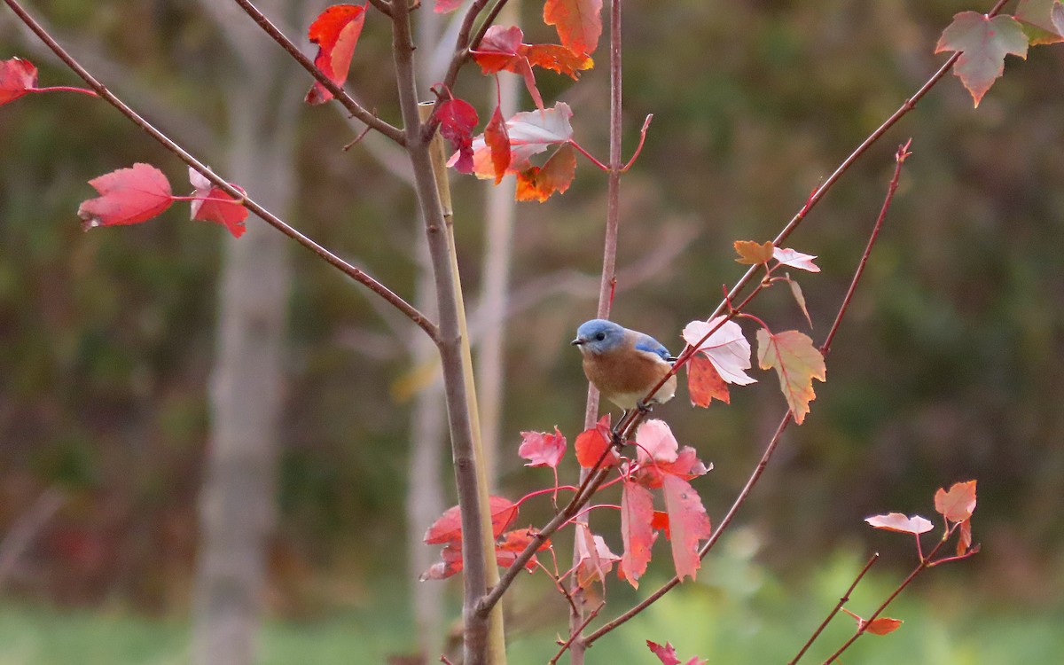 Eastern Bluebird - ML644730946