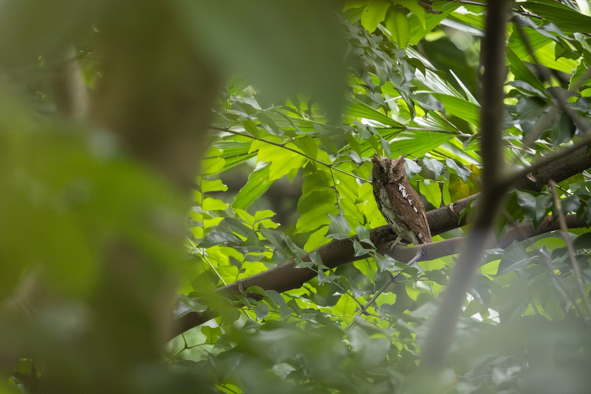 Oriental Scops-Owl - ML644730949