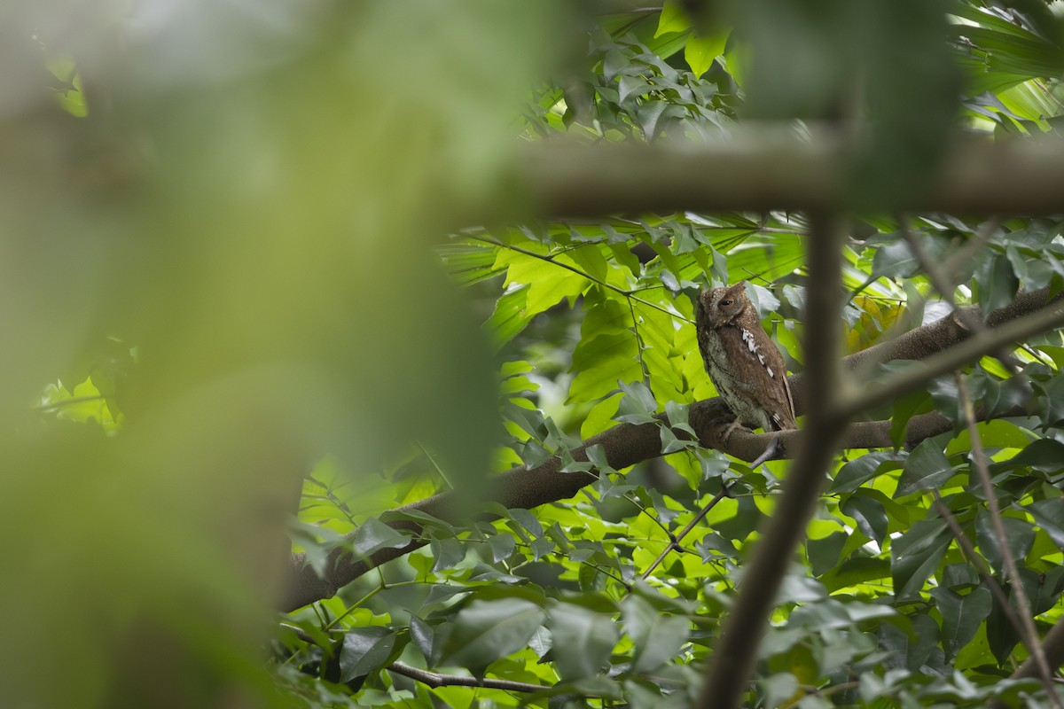 Oriental Scops-Owl - ML644730950