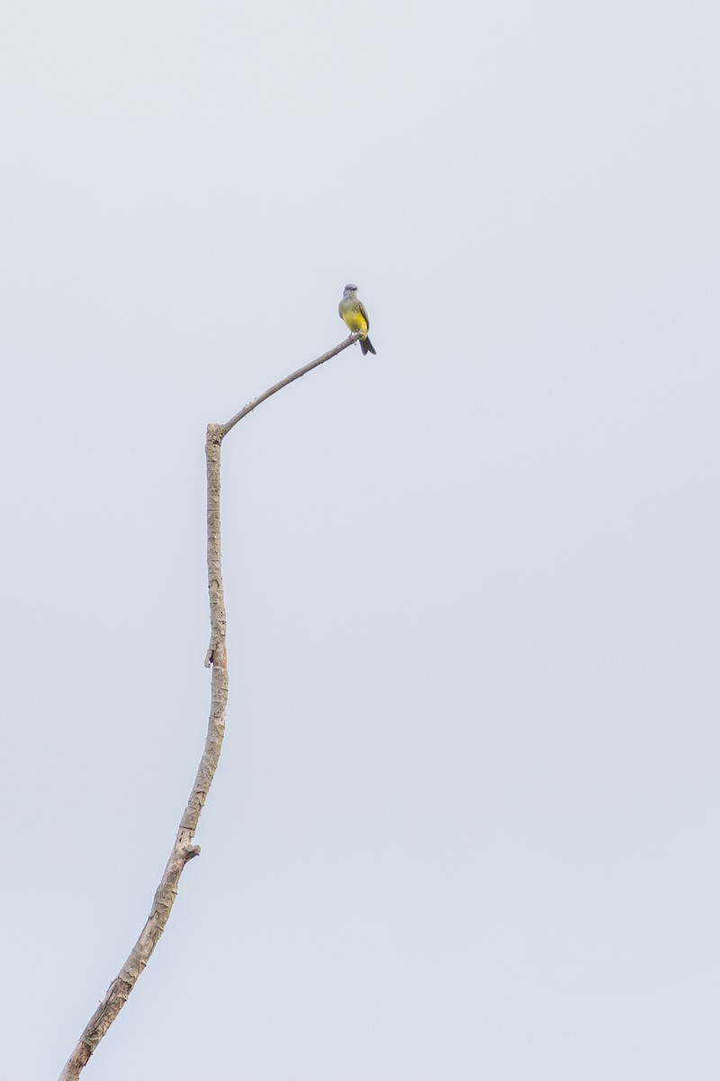 Tropical Kingbird - ML644730954