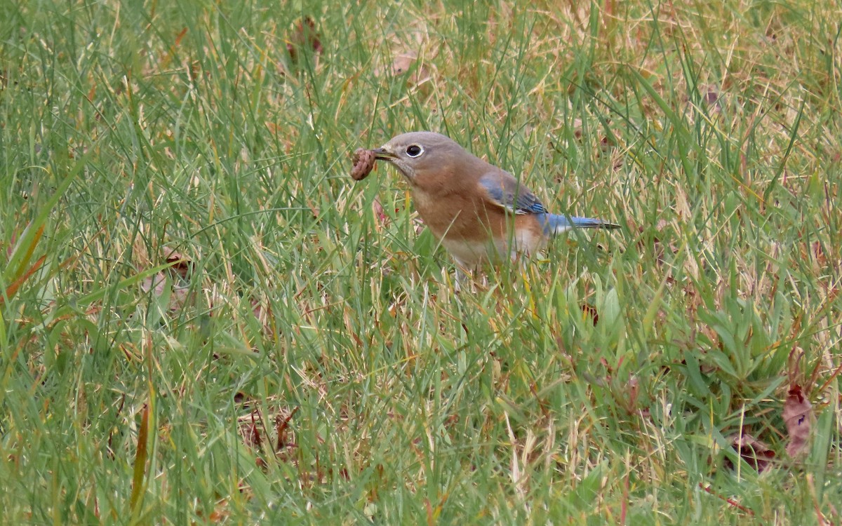 Eastern Bluebird - ML644730956