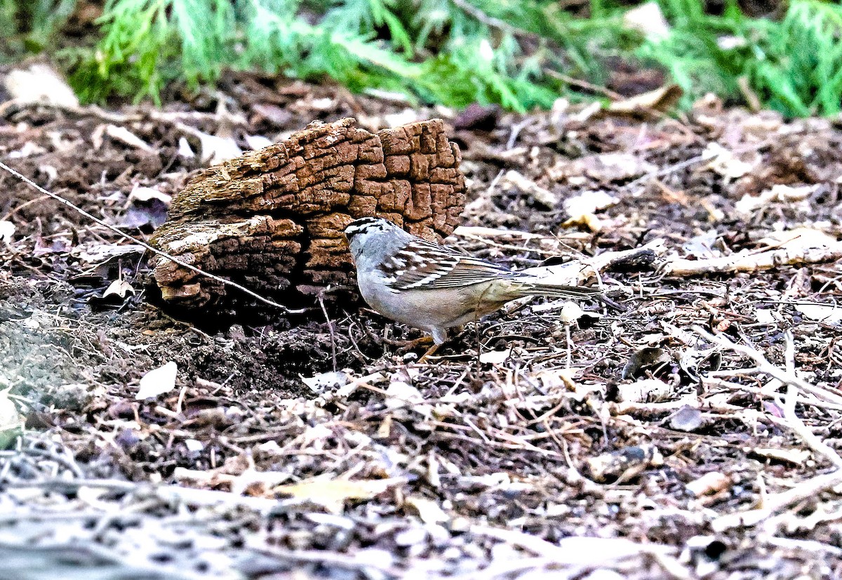 Белобровая овсянка - ML644730957