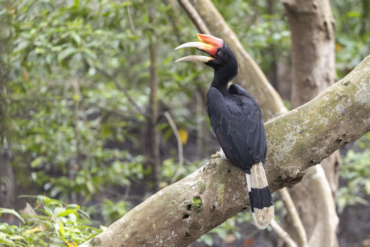 Rhinoceros Hornbill - ML644730960