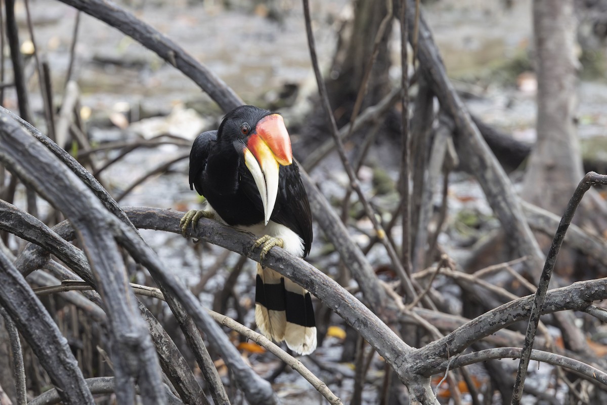 Rhinoceros Hornbill - ML644730961
