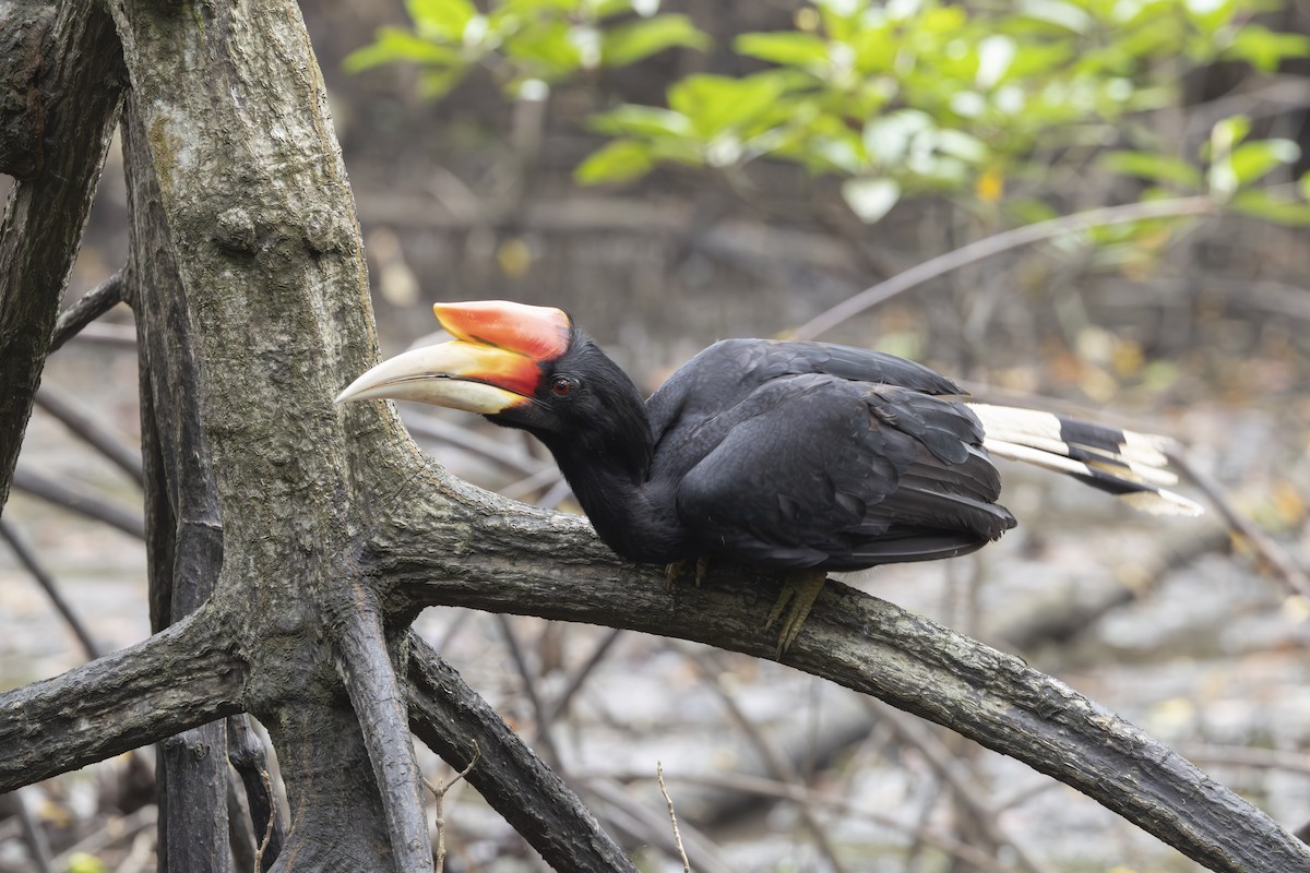 Rhinoceros Hornbill - ML644730962