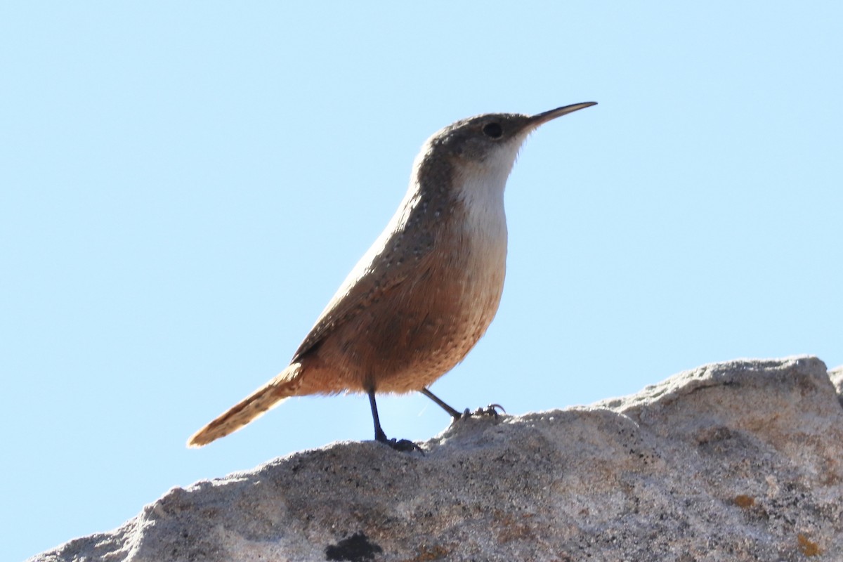 Canyon Wren - ML644730963