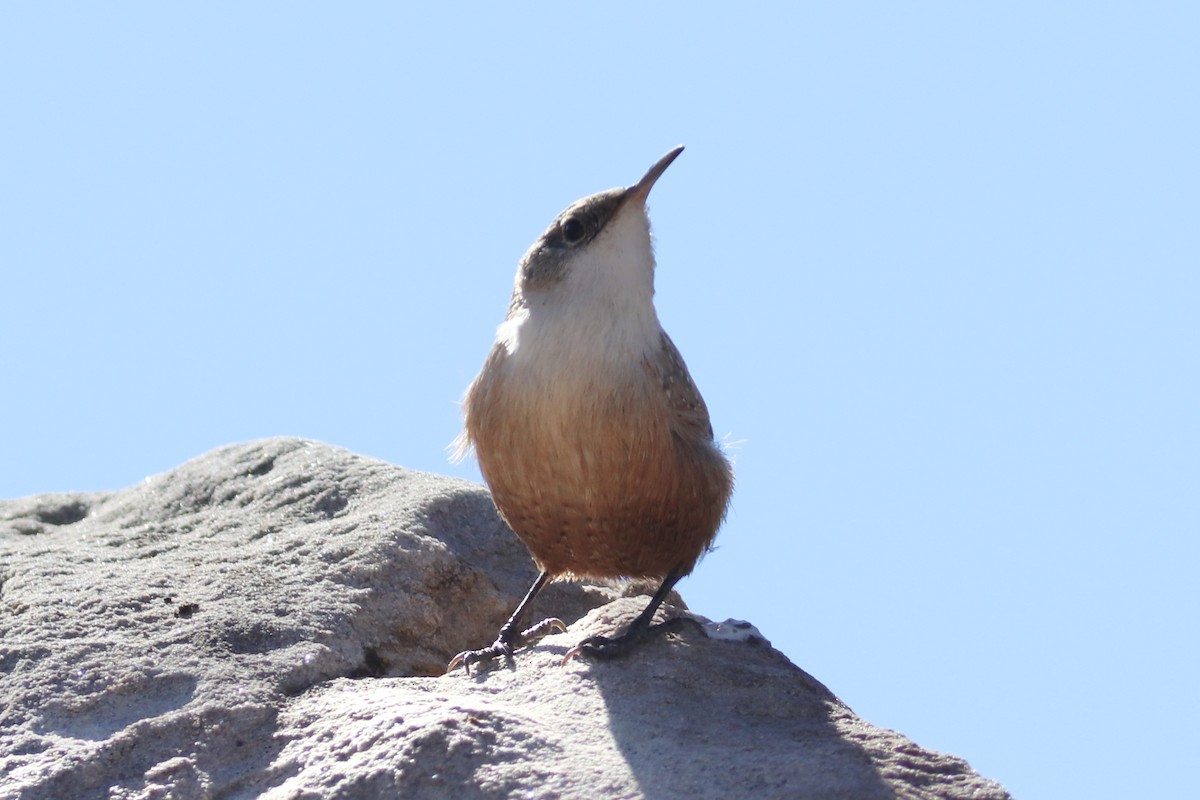 Canyon Wren - ML644730964