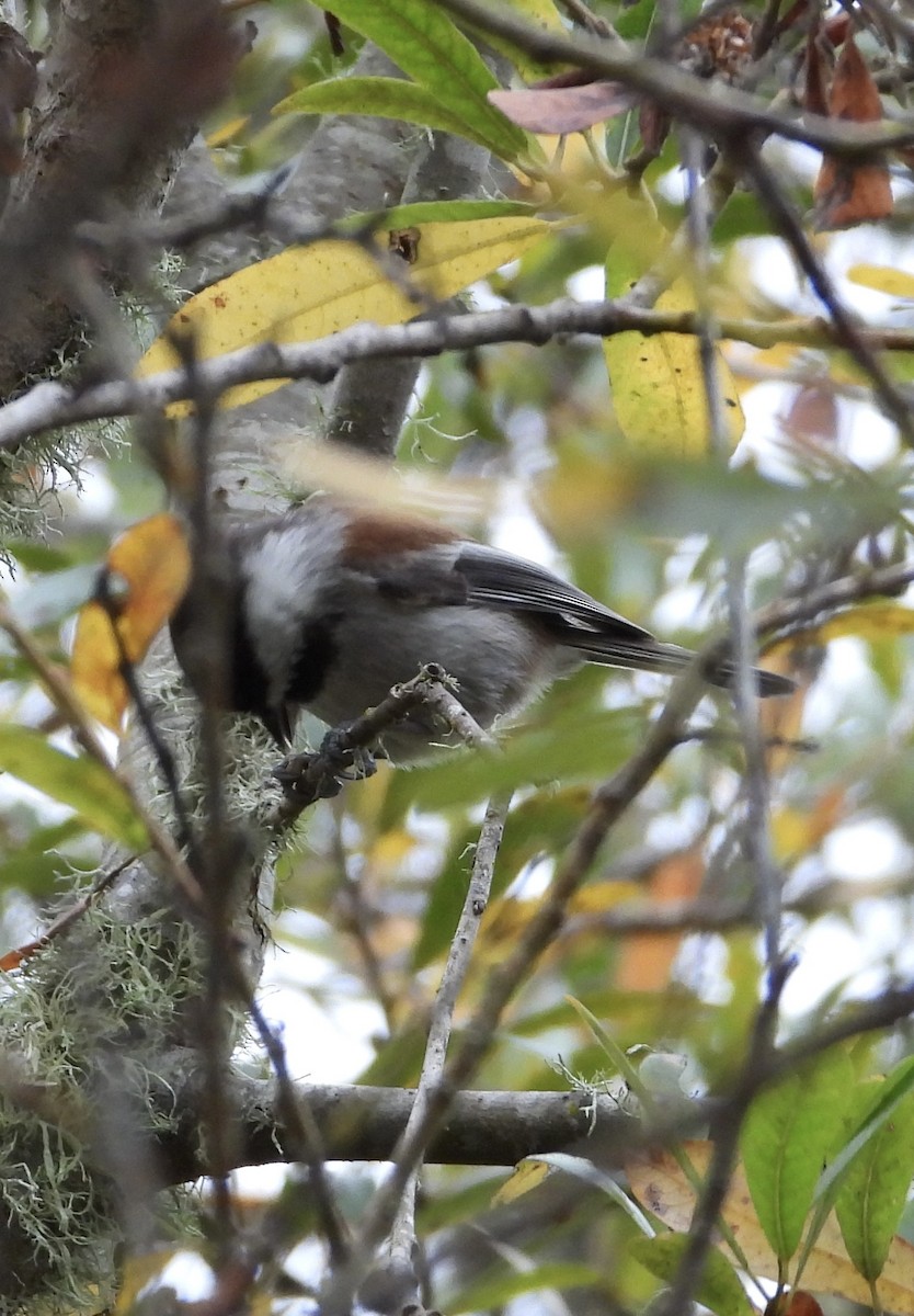Chestnut-backed Chickadee - ML644730965