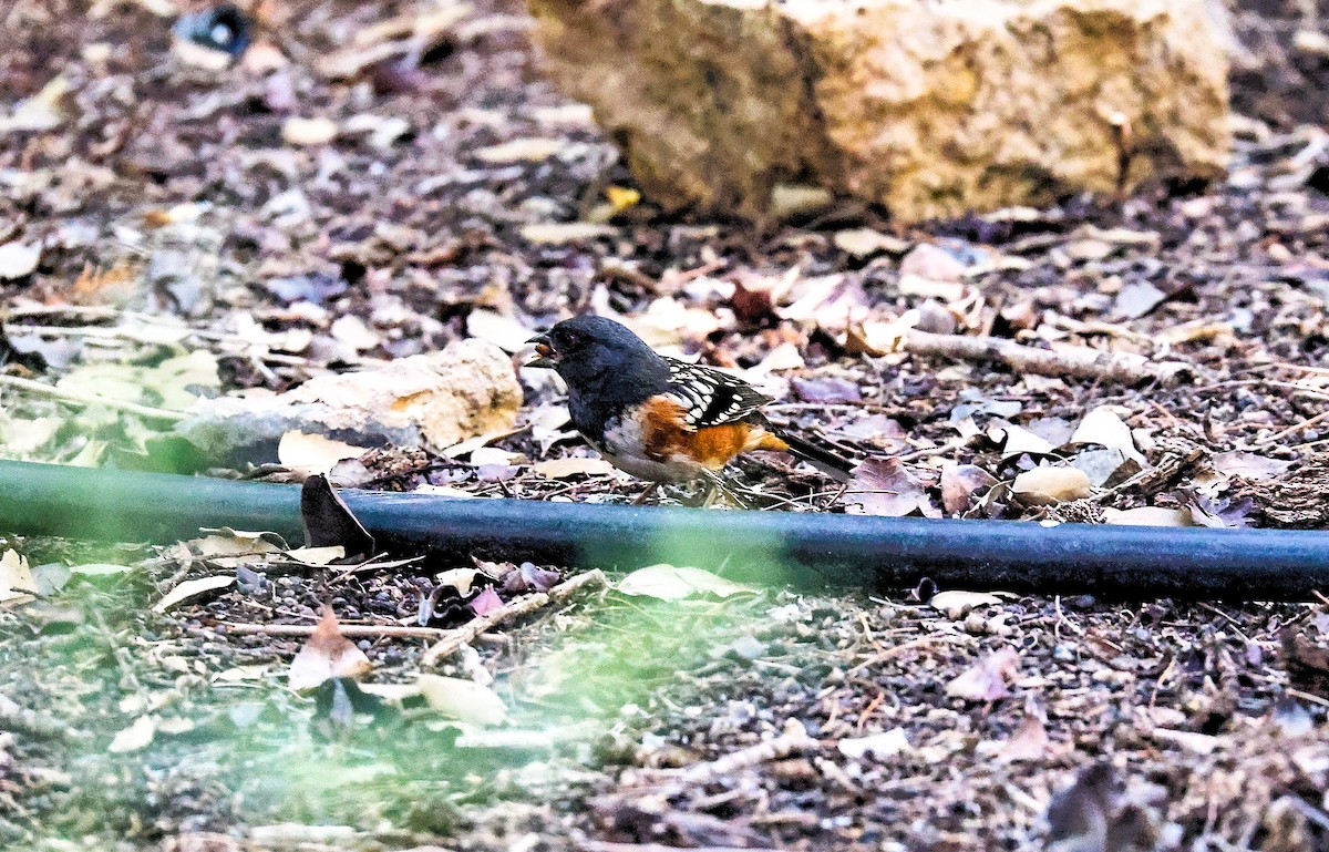 Spotted Towhee - ML644730967