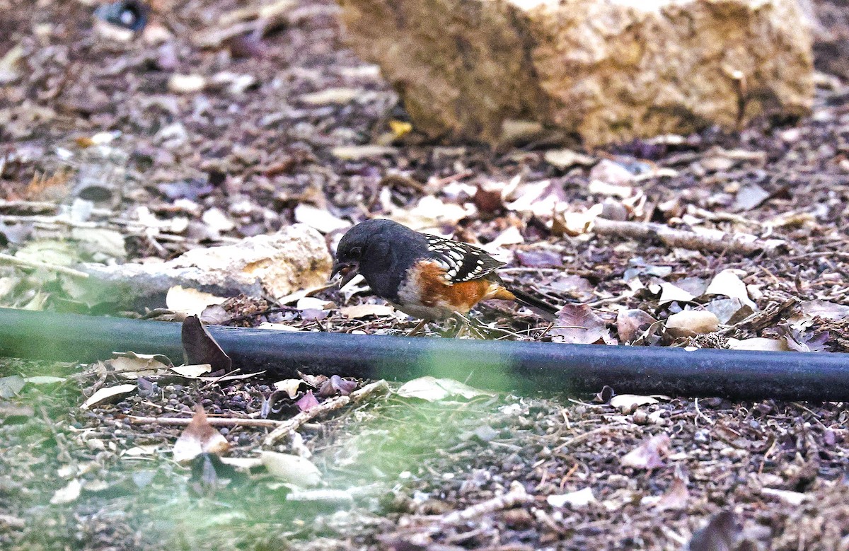 Spotted Towhee - ML644730968