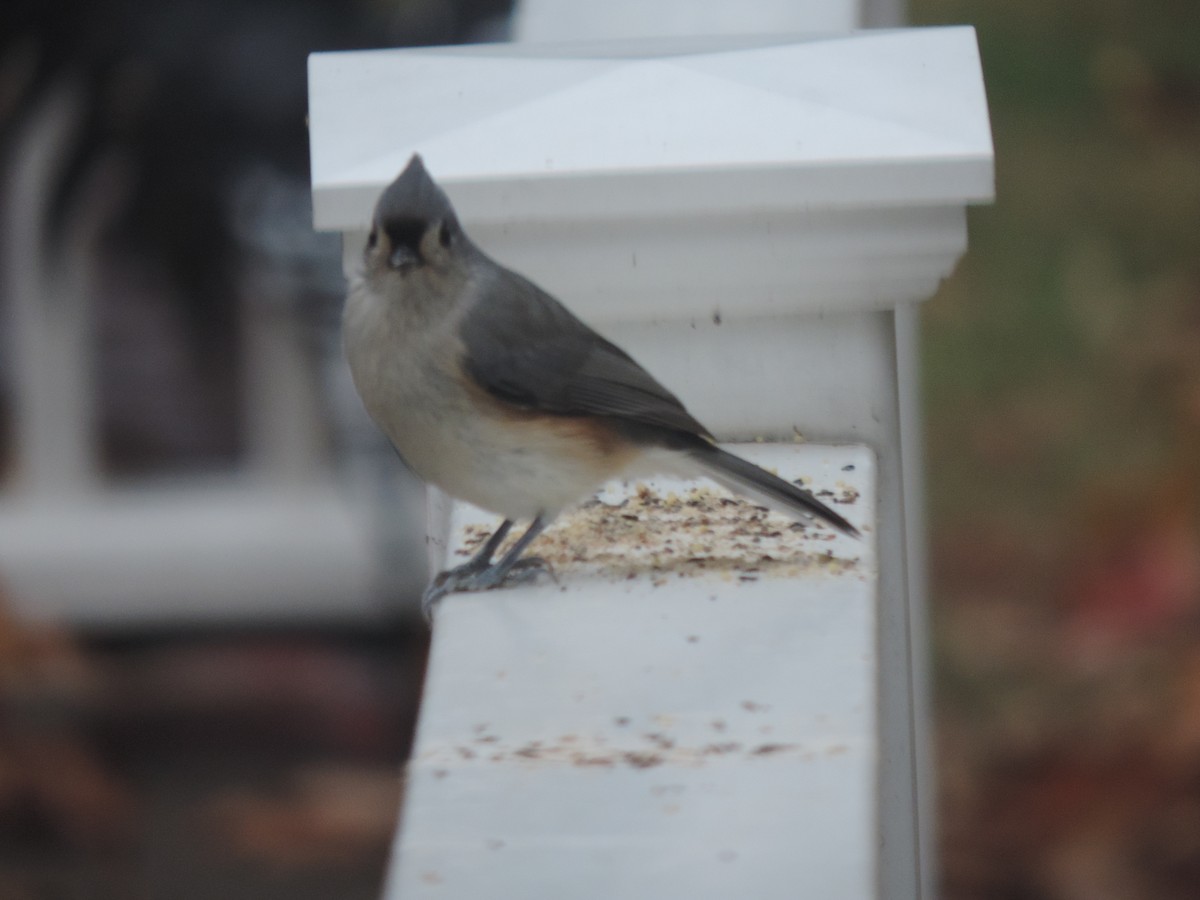 Tufted Titmouse - ML644730969