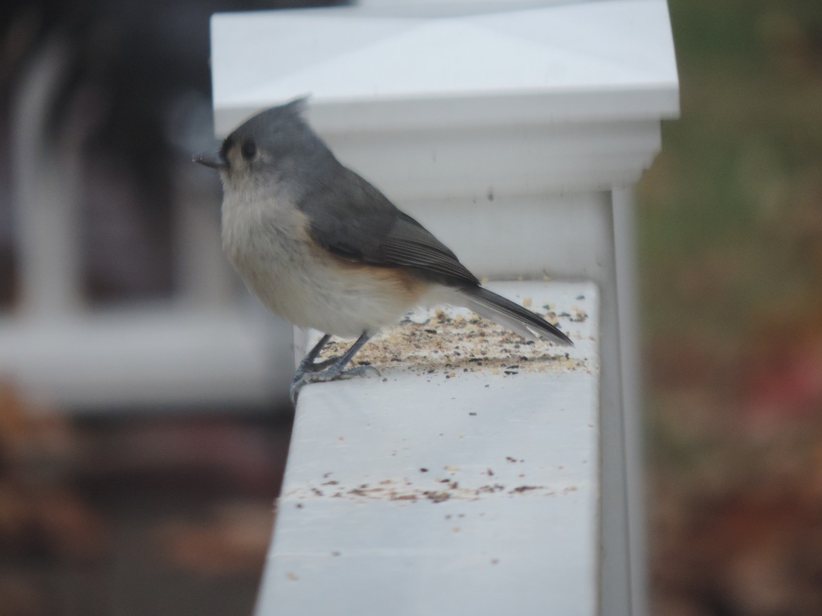 Tufted Titmouse - ML644730971