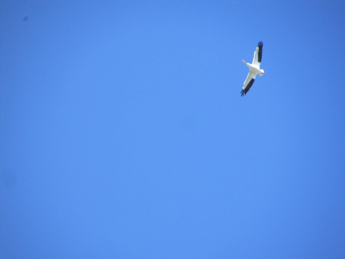 American White Pelican - ML644730973
