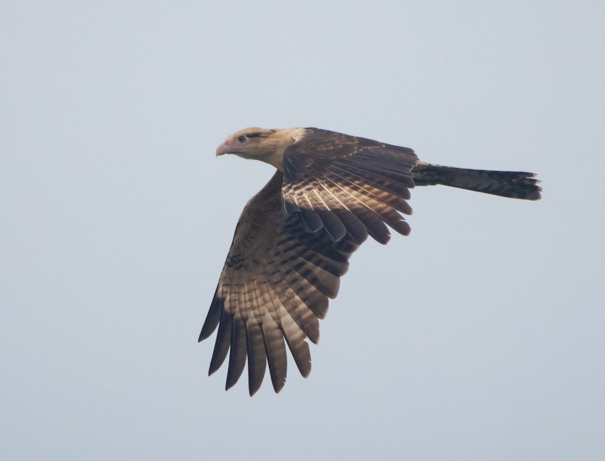 Yellow-headed Caracara - ML644730979
