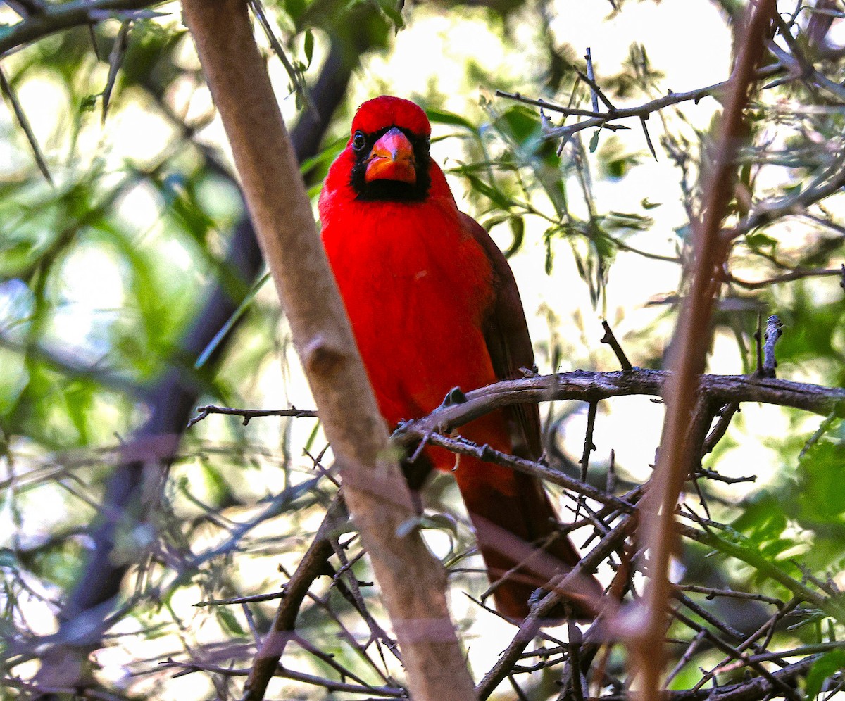 Cardinal rouge - ML644730980