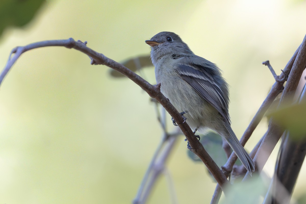 Hammond's Flycatcher - ML644730982