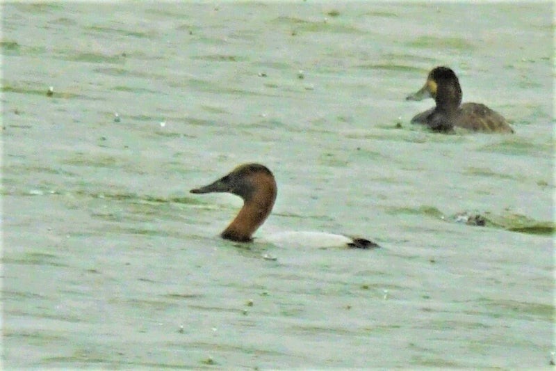 Murgilari bizkarzuria - ML644730988