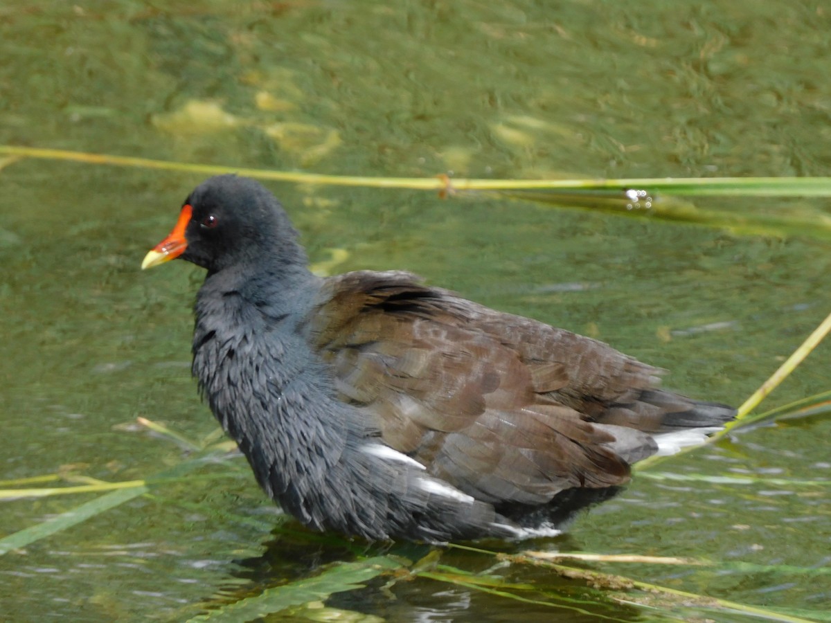 アメリカバン - ML644730994