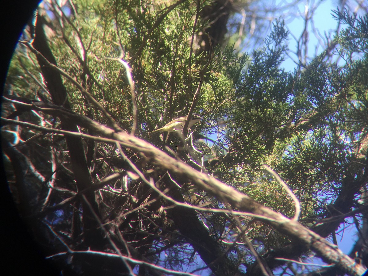 Black-capped Vireo - ML644730995