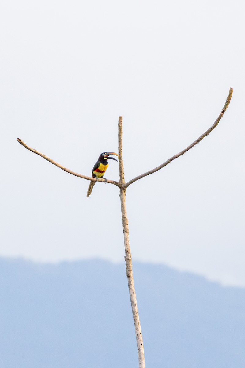 Araçari à oreillons roux - ML644731002