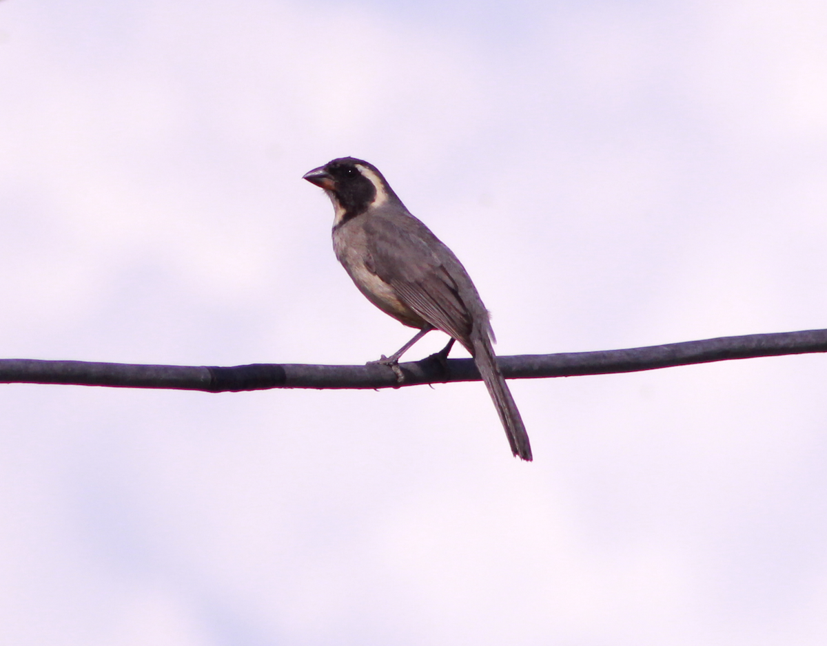 Golden-billed Saltator - ML644731006