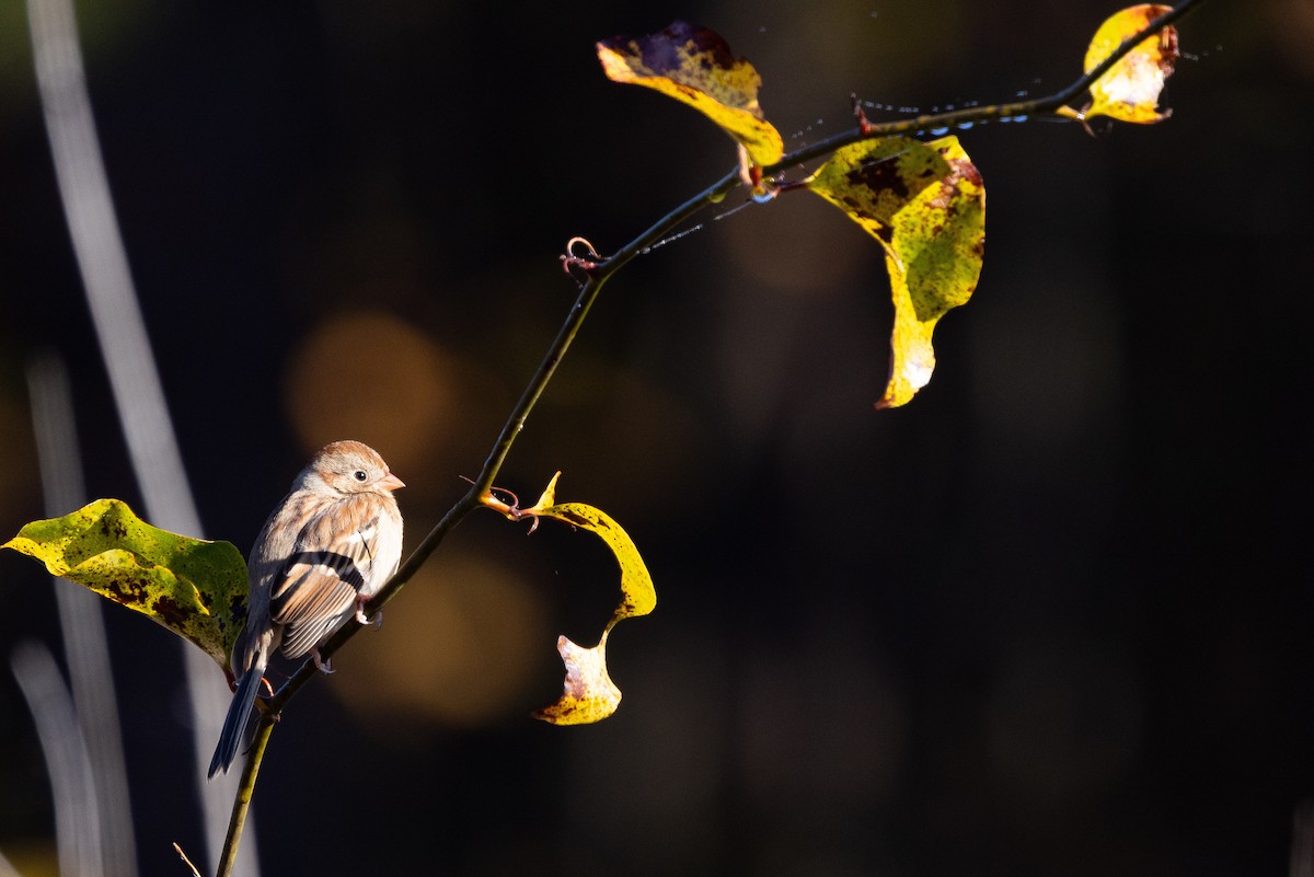 Field Sparrow - ML644731015
