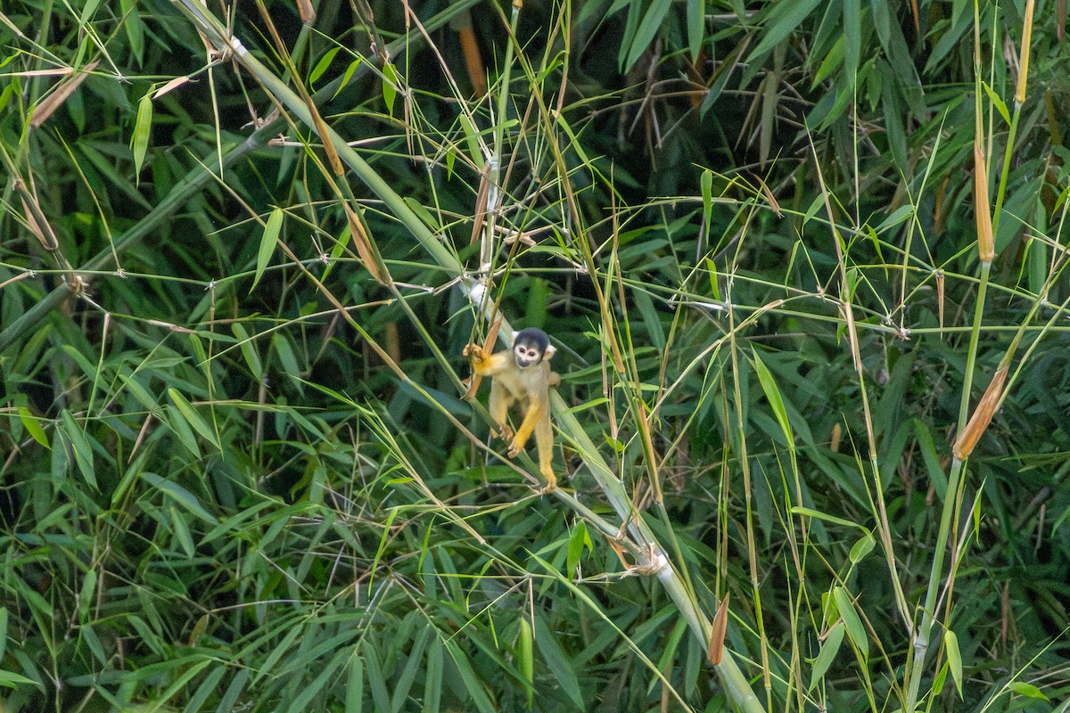 Black-capped Squirrel Monkey - ML644731021