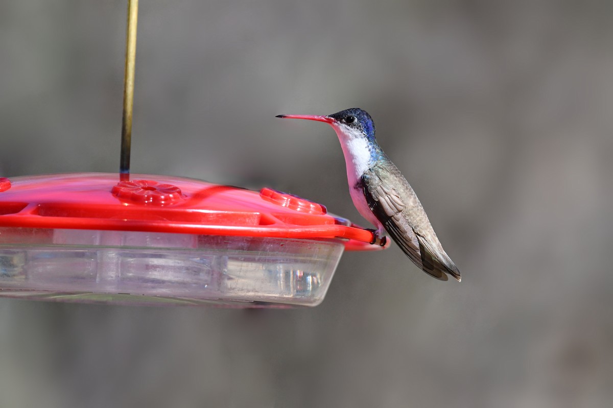 kolibřík fialovokorunkatý - ML644731023