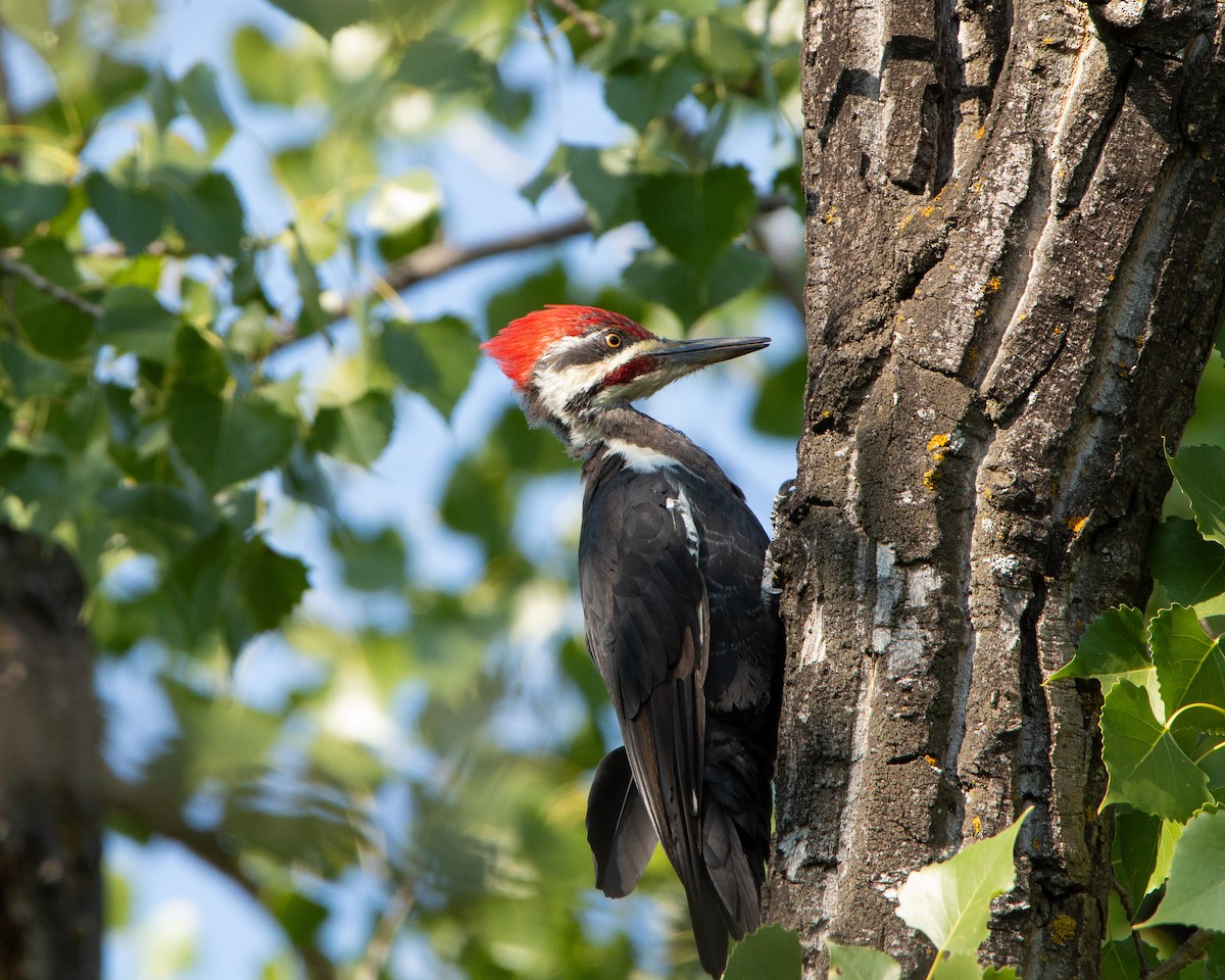 Pileated Woodpecker - ML644731029