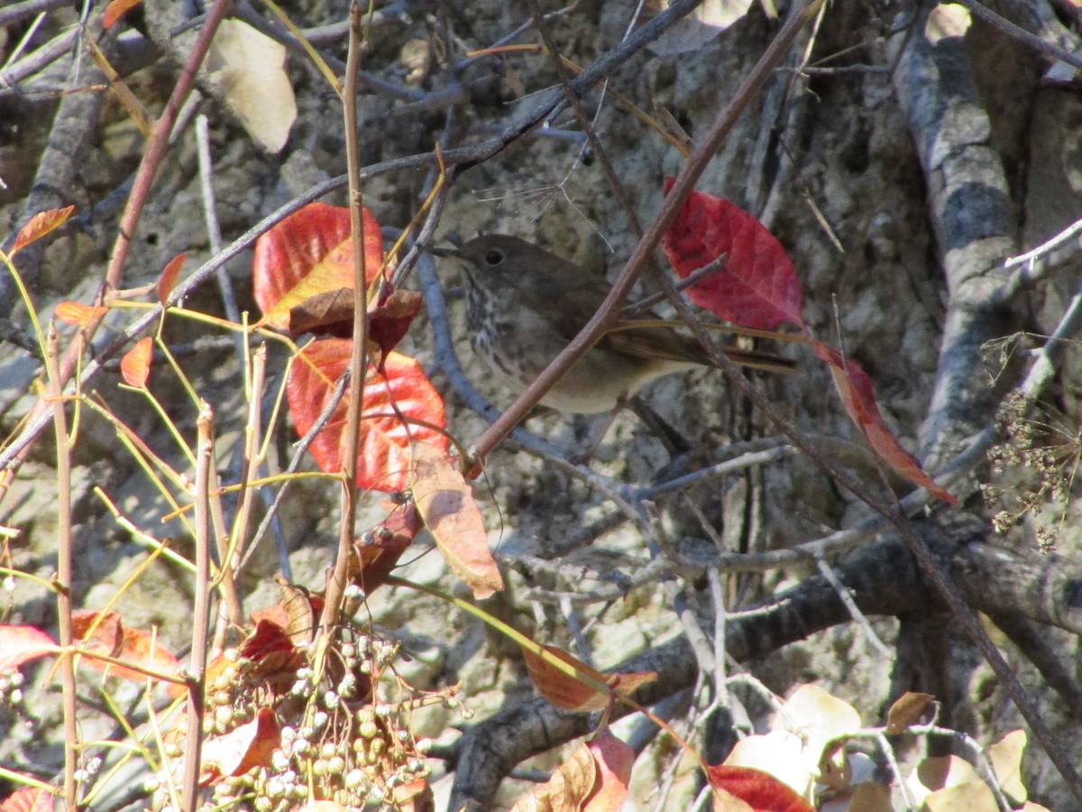 Hermit Thrush - ML644731030