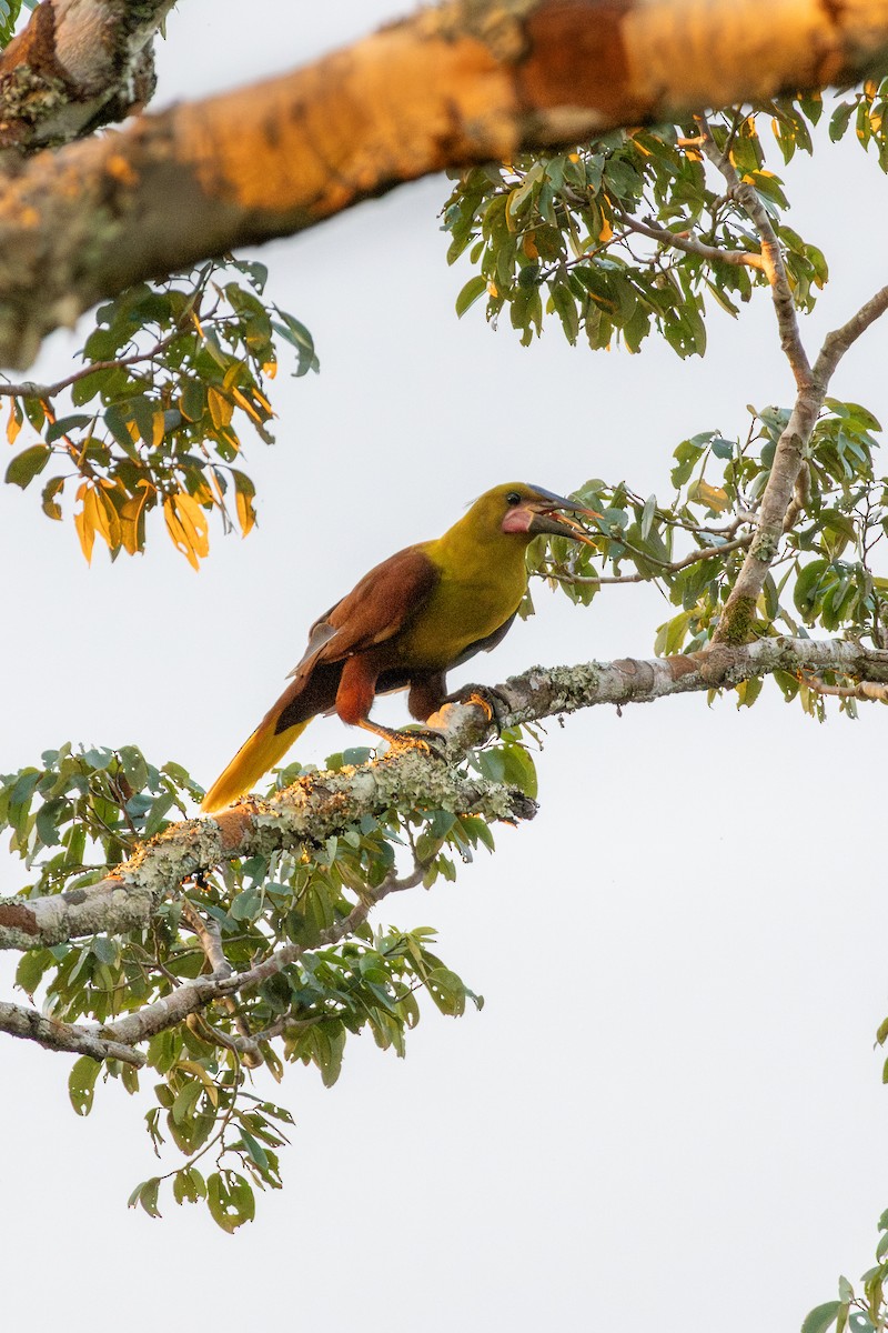 Olive Oropendola - ML644731033