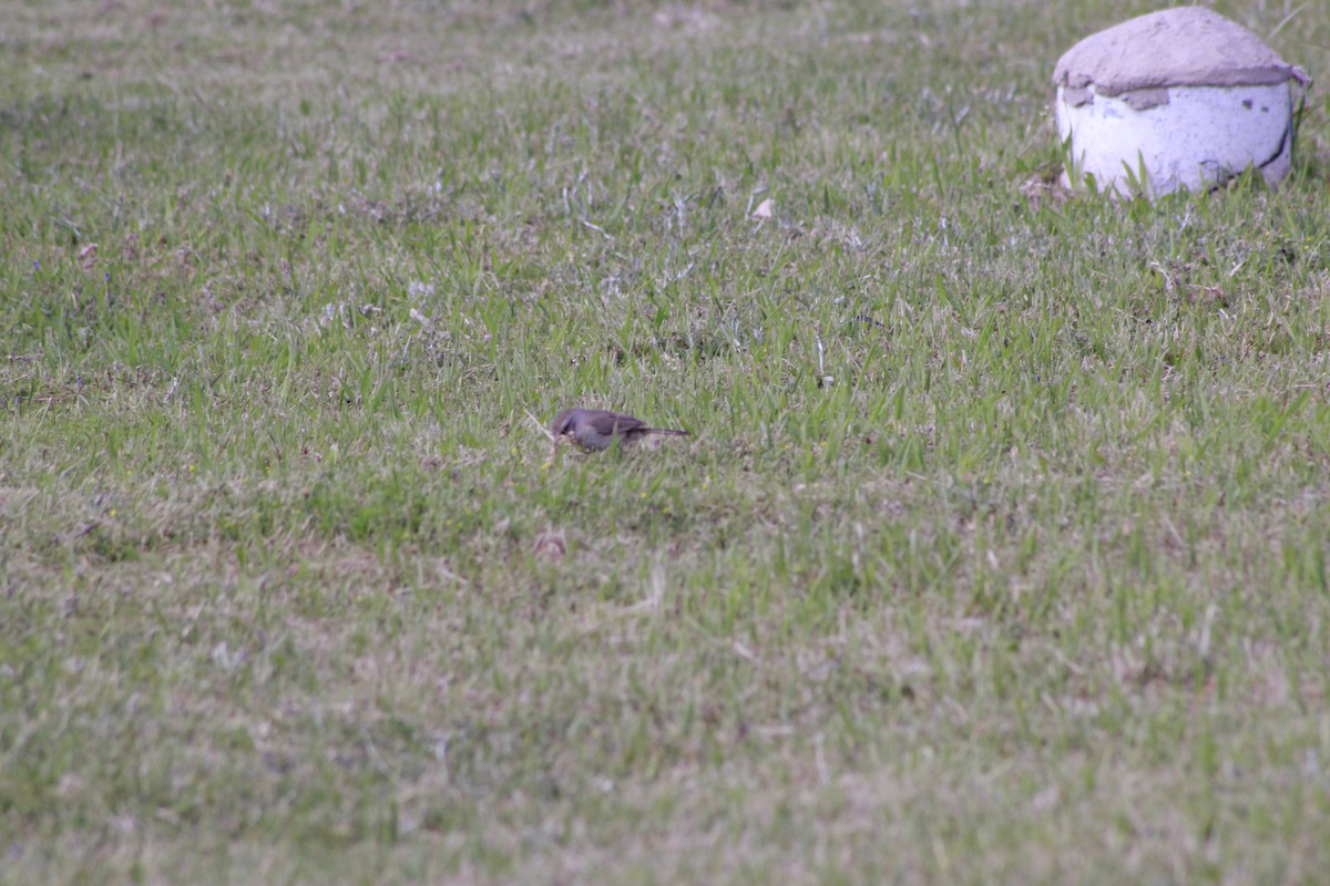 Short-billed Canastero - ML644731040